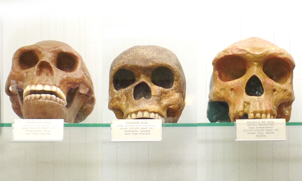 Casts of skulls