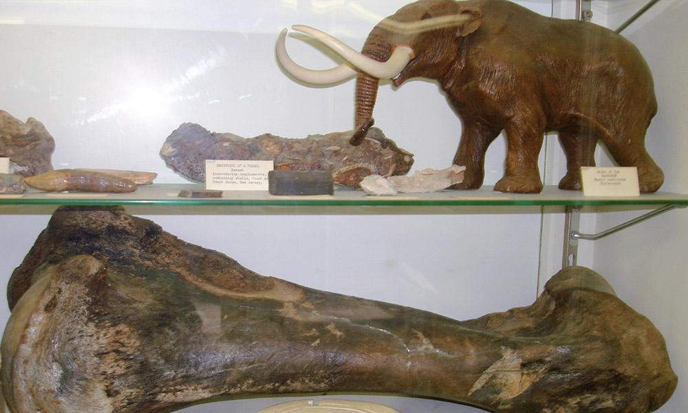 Fossil bones and sculpture