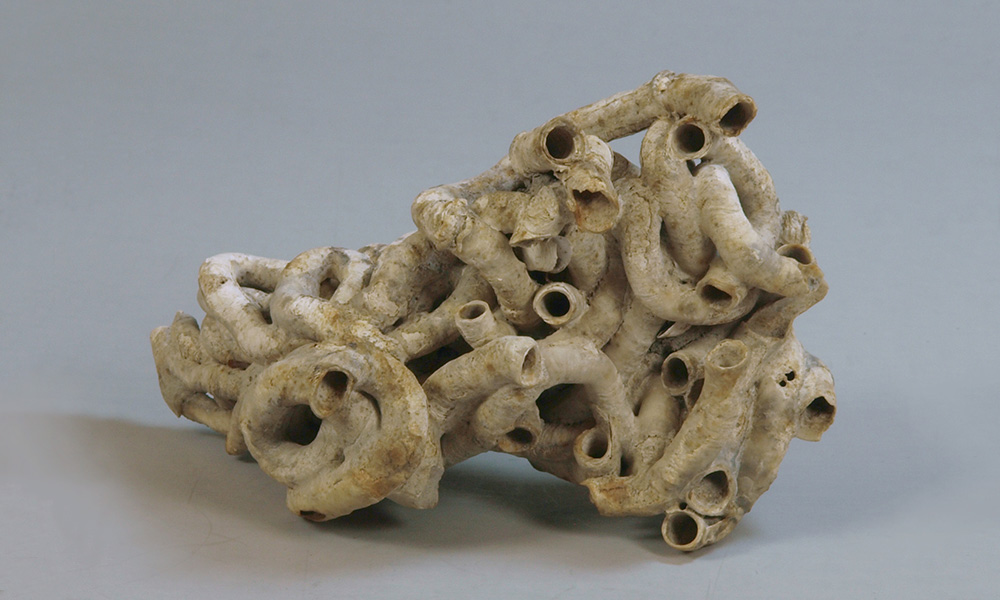 fossil worm tubes