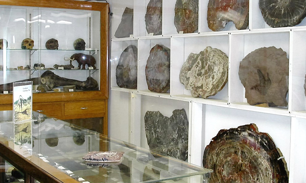 Petrified wood displays