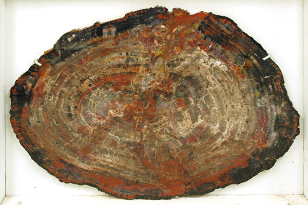 petrified wood